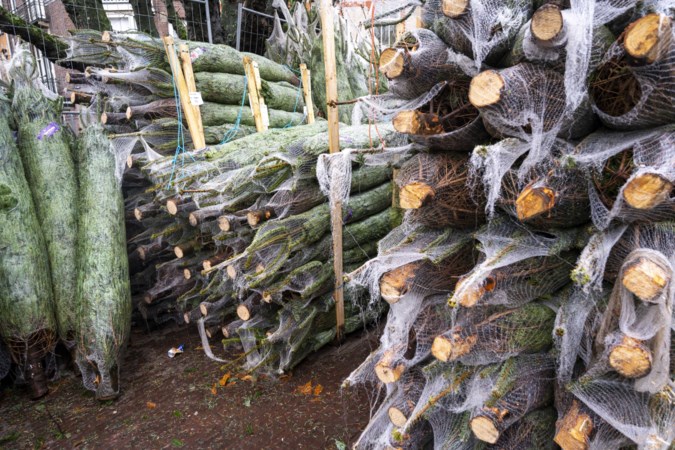Tientallen kerstbomen illegaal gekapt in bos vlak over de grens: ‘Ze hadden nog 80 jaar kunnen staan’