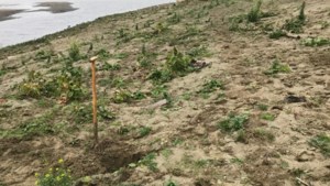 Nare bijkomstigheid van extreem hoogwater: hardnekkige Japanse duizendknoop woekert langs de Maas