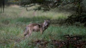 Herder vreest voor wolf in Vijlenerbos na vondst twee dode schapen: ‘Opengereten bij de strot’