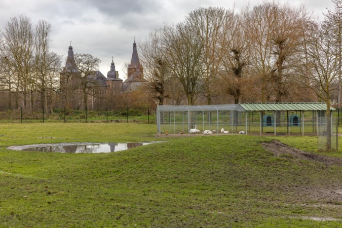 Noodkreet over watervogels in Dierenpark Hoensbroek: ‘Geef ze hun vrijheid terug’ 