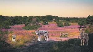 Wilde dieren rukken op in Limburg, loopt na de wolf straks ook de lynx rond in onze natuur?   
