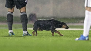 Hond poept doodleuk op veld in Conference League