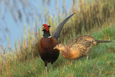 Mens en Natuur: Hoe lang moet je de fazant als exoot blijven zien?