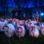 Herder Jan uit Venray wordt kalm van zijn schapen: ‘De rust die ze uitstralen, neem ik over’