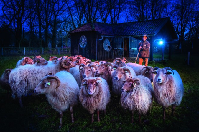 Herder Jan uit Venray wordt kalm van zijn schapen: ‘De rust die ze uitstralen, neem ik over’