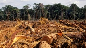 AH en Lidl stoppen met Braziliaans rundvlees om ontbossing Amazone