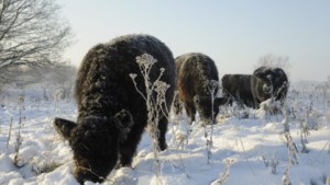 Koning winter is in aantocht: Het Limburgs Landschap brengt grote grazers in veiligheid