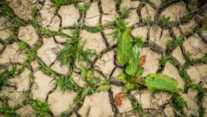 200 miljoen tegen droogte in Limburg en Brabant