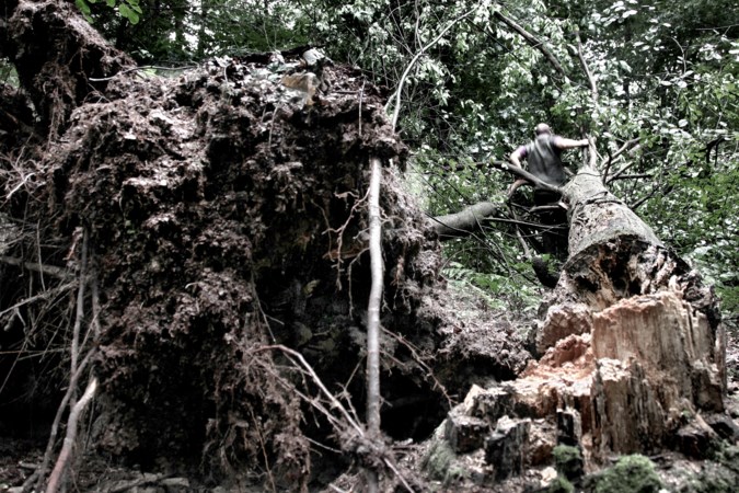 Bij watersnood omgevallen bomen blijven voorlopig in de Geul liggen