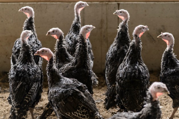 Drie pluimveebedrijven vanwege vogelgriep geruimd in Ysselsteyn