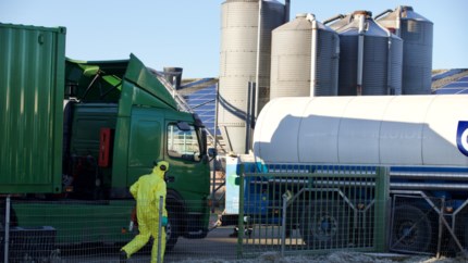 Eigenaar van met vogelpest besmet kalkoenbedrijf in Ysselsteyn: ‘Dit is verschrikkelijk’