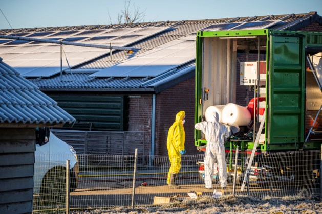 Onderzoek: Europa kampt met ergste uitbraak vogelgriep ooit