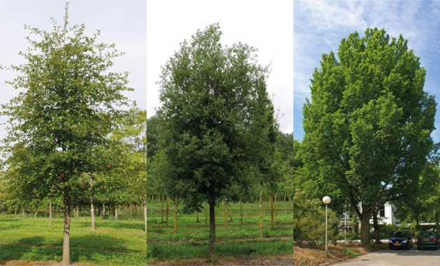 Inwoners en ondernemers Weert mogen bomen Langstraat kiezen