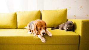 Ondanks verbod wordt er lustig op los geknald: met deze tips help je huisdieren door de jaarwisseling heen