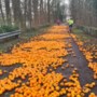 Mysterie: op 6 plekken in Limburg wegdek bezaaid met duizenden sinaasappels, politie tast in het duister
