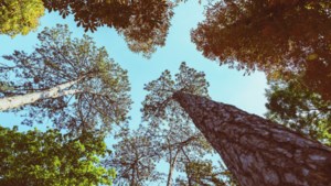 Blauwdruk voor groener Maasgouw met 7200 nieuwe bomen