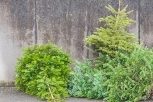Kerstbomen inleveren in Weert kan op verschillende locaties tot en met 9 januari