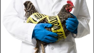 Ook de pluimveesector kent een vaccinatiediscussie, maar is er überhaupt een weg uit de vogelgriepellende?