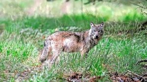 ‘Pas op in het donker, de wolf is niet bang voor mensen’, zo waarschuwt een dierenarts de mensen rond Nederweert 