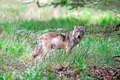 ‘Pas op in het donker, de wolf is niet bang voor mensen’, zo waarschuwt een dierenarts de mensen rond Nederweert 
