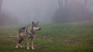 Ecoloog pleit voor afschieten ‘probleemwolf’ Nederweert: ‘Ik denk niet dat we dit dier nog in het gareel krijgen’  