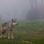 Ecoloog pleit voor afschieten ‘probleemwolf’ Nederweert: ‘Ik denk niet dat we dit dier nog in het gareel krijgen’