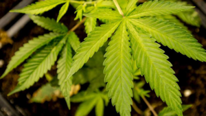 Studie: cannabis kan corona-infectie voorkomen