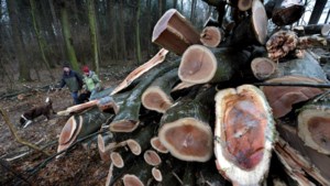Ruim 3500 bomen op Landgoed Arcen trekken het veranderende klimaat niet en worden gekapt