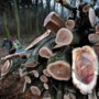 Ruim 3500 bomen op Landgoed Arcen trekken het veranderende klimaat niet en worden gekapt