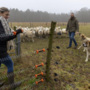 Honden Charlie en Joy beschermen Heidi’s schapen: ‘Wolven zijn heel uitgekiend’
