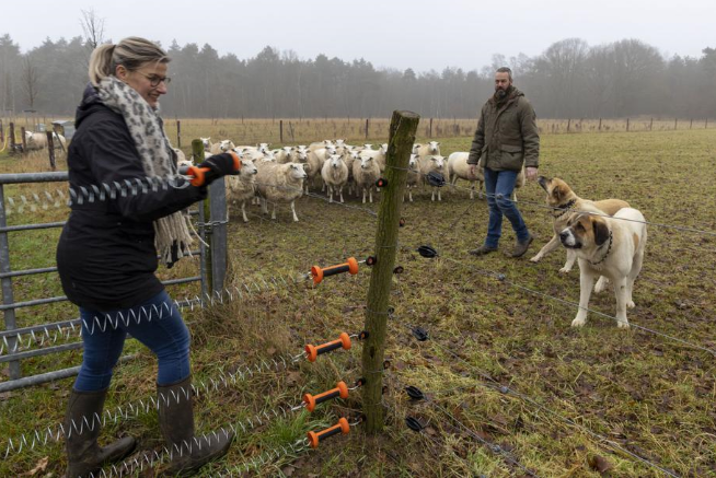 Honden Charlie en Joy beschermen Heidi’s schapen: ‘Wolven zijn heel uitgekiend’