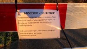 Tientallen dode vogels gevonden: Maastricht waarschuwt wandelaars voor vogelgriep  