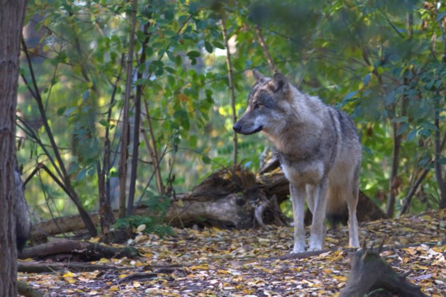 Campagne Natuurmonumenten ‘Wennen aan de Wolf’ scheidt feiten van fabels