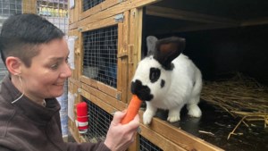Monique uit Smakt ziet veel ellende in overvolle konijnenopvang: ‘Hoe kun je die beestjes zoiets aandoen?’ 