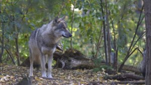 Aken onderzoekt of er een wolf actief is in het Aachener Wald