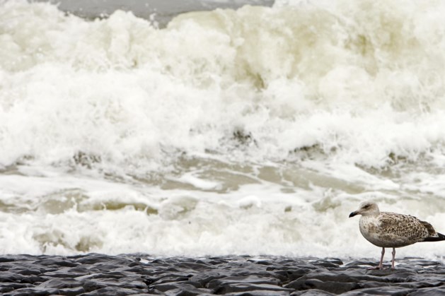KNMI: zeespiegel voor Nederlandse kust stijgt door klimaatverandering 1,5 keer zo snel