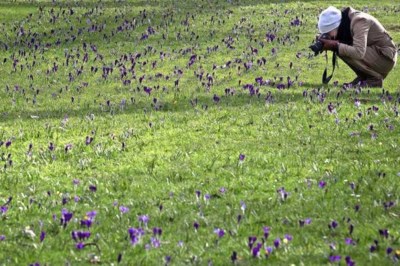 Januari verloopt extreem zacht: narcissen, krokussen, pollen en mollen