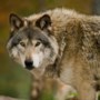 Dode wolf op A67 is waarschijnlijk niet de Limburgse ‘probleemwolf’ 