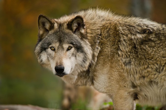 Dode wolf op A67 is waarschijnlijk niet de Limburgse ‘probleemwolf’ 