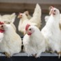 Grotere kippenstal op plek in Heythuysen waar in mei 2018 zo’n 11.000 kippen stierven bij brand