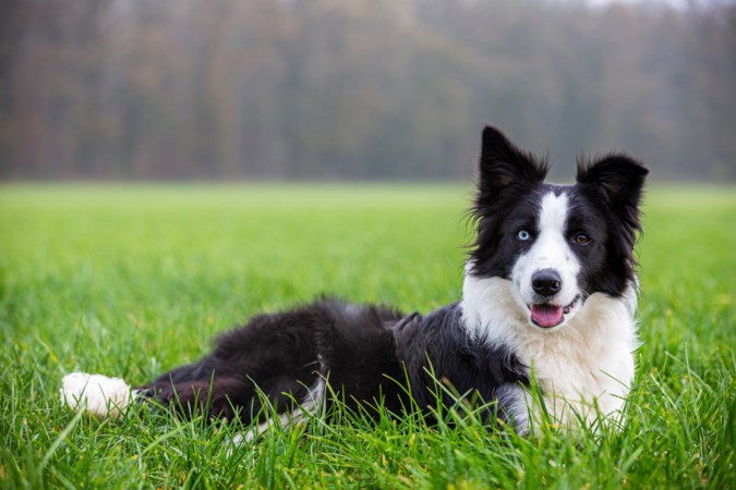 Petitie in Landgraaf tegen hondenbelasting