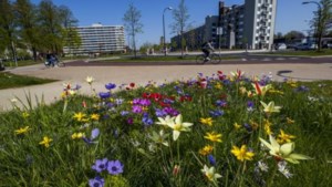 Maastricht dankzij bloemenexplosies en initiatieven walhalla voor wilde bijen: ‘En dat is ook prachtig voor mensen’