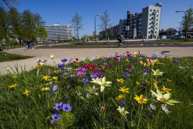 Maastricht dankzij bloemenexplosies en initiatieven walhalla voor wilde bijen: ‘En dat is ook prachtig voor mensen’