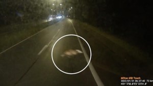 Video: Wolf steekt over vlak voor wielen van vrachtwagen