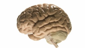 Nieuwe grootschalige studie naar invloed van gezonde leefstijl op het brein 