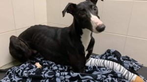 Aangereden hondje ‘Lucky’ ondanks spoorloos baasje en zware verwondingen toch gered 
