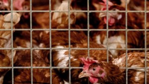 Dierenbescherming wil regels voor vervoer zieke wilde vogels