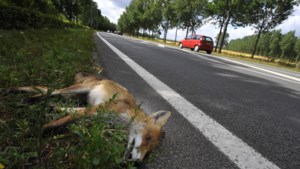 Weer een dode vos in Bergen, gemeente doet onderzoek