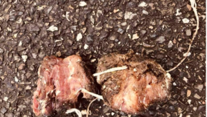 Onrust bij hondenbezitters door verdachte stukjes vlees in Sittard