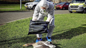 Zorgen om woekerende vogelgriep: ’Ook mens kan besmet raken’